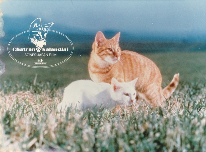 Chatran cica kalandjai - Vitrinfotók