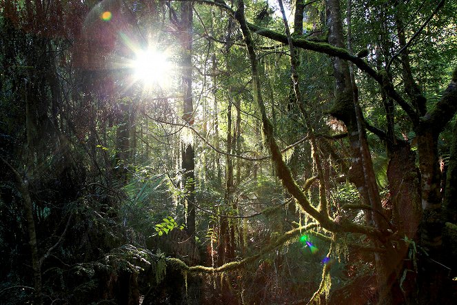 A természeti világ - Season 37 - Tasmánia - Furcsa és csoda szép - Filmfotók