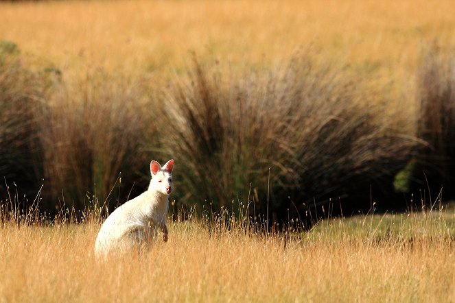 Natural World - Season 37 - Tasmanien - Eine Insel steht Kopf - Filmfotos