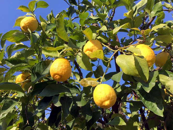 Wo die Zitronen blüh'n - Eine süßsaure Reise von den Alpen bis Sizilien - Z filmu