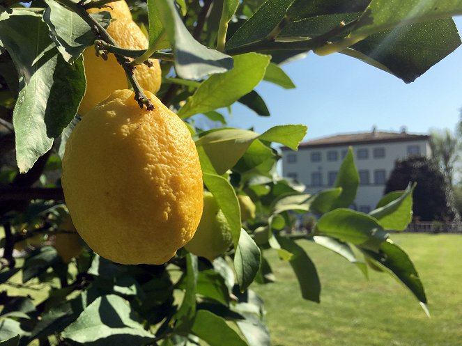 Wo die Zitronen blüh'n - Eine süßsaure Reise von den Alpen bis Sizilien - Z filmu