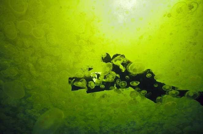 Faszinierende Wildnis - Geschöpfe aus der Tiefe - Filmfotos