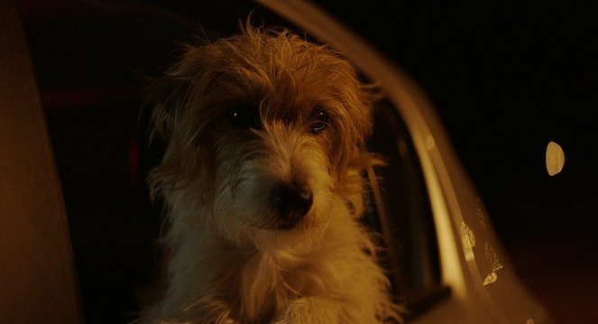 A kutyám nélkül sehova - Filmfotók