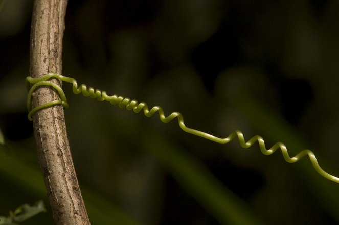 Faszinierende Wildnis - Pflanzen - Filmfotos