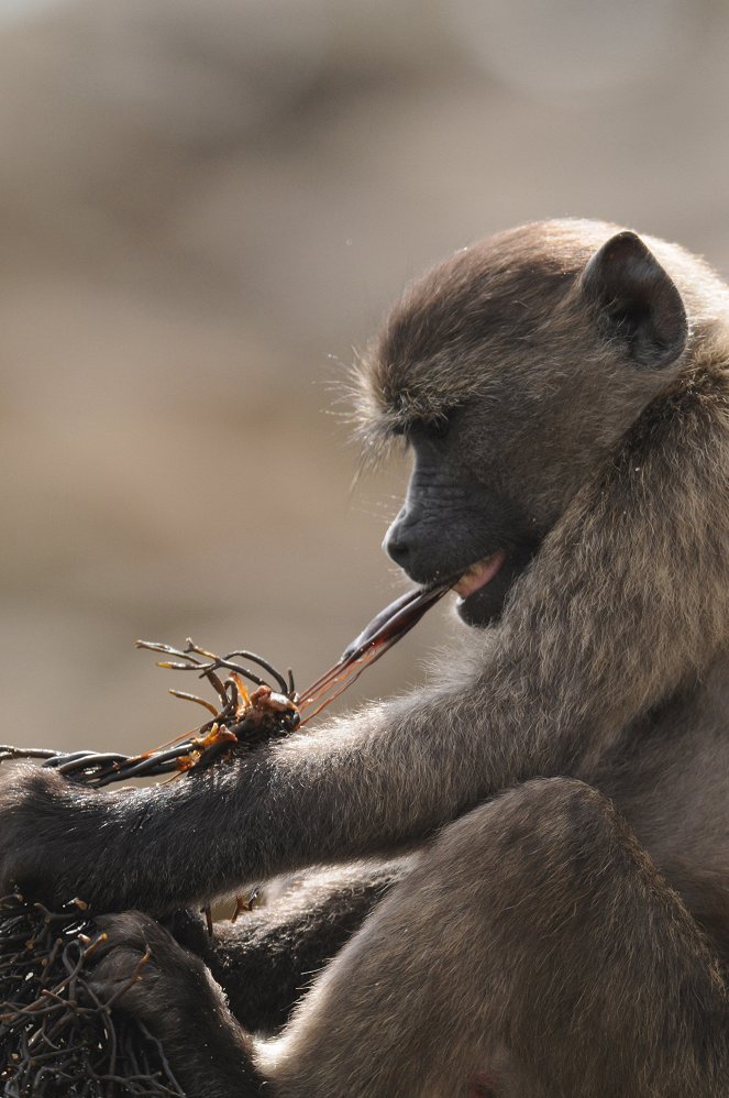 Faszinierende Wildnis - Primaten - Filmfotos