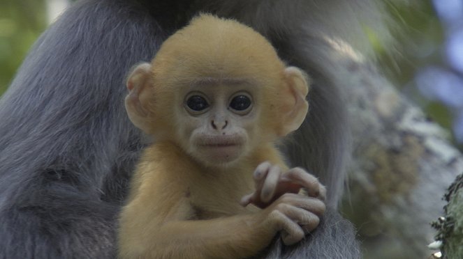 Life - Primates - Do filme