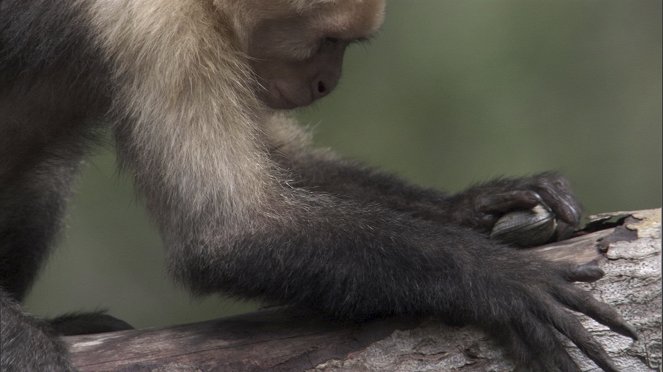Life - Primates - Do filme