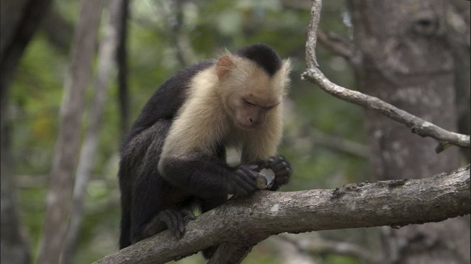 Life - elävä planeetta - Primates - Kuvat elokuvasta