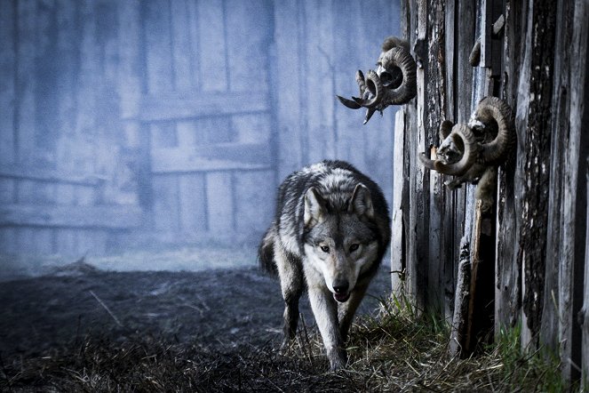 Living with Wolves - De filmes