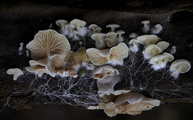 A gombák birodalma - Filmfotók