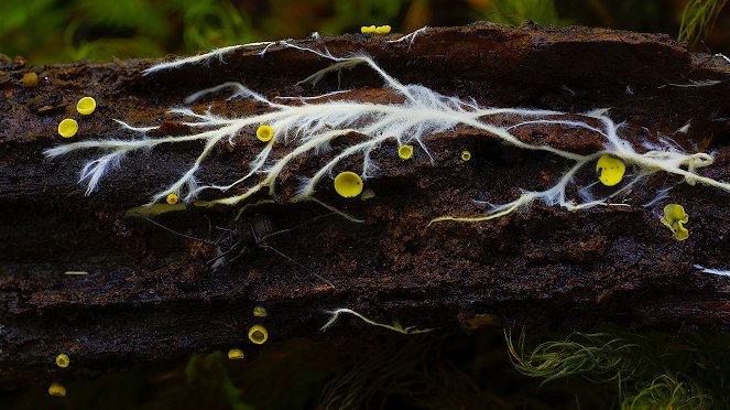A gombák birodalma - Filmfotók