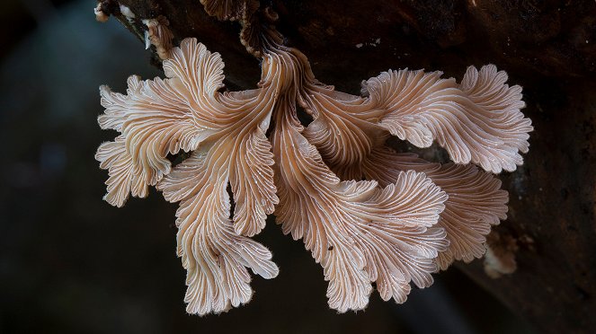 Sienien maailma - Kuvat elokuvasta