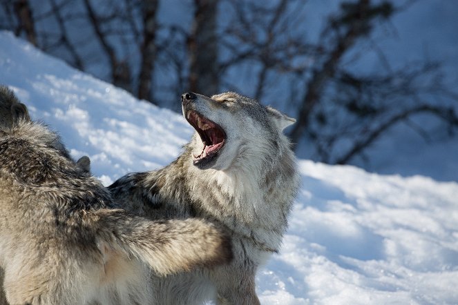 Farkasok a medvék ellen - Filmfotók