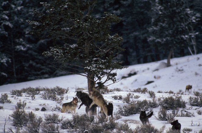 Die Wölfe des Yellowstone - Filmfotos