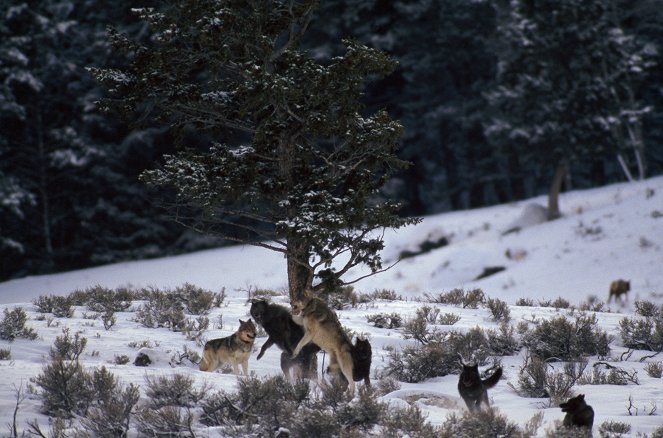 Vlčí dynastie Yellowstonu - Z filmu