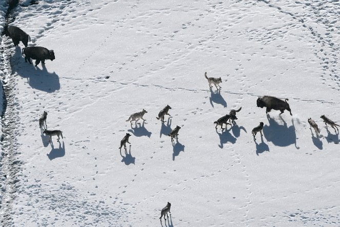 Vlčí dynastie Yellowstonu - Z filmu