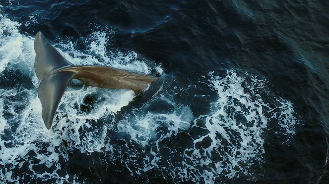 A Plastic Whale - De la película