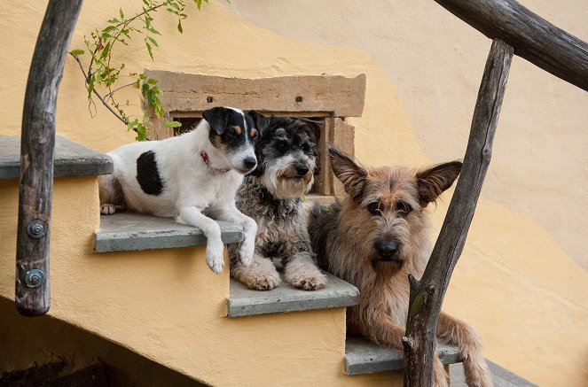 Tiere bis unters Dach - Season 7 - Hundetränen - Photos
