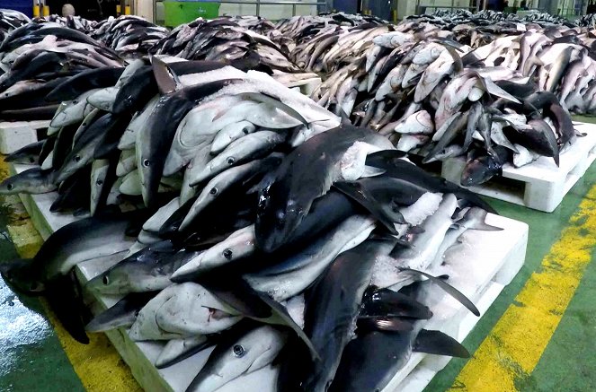 Das Geschäft mit dem Fischsiegel - Die dunkle Seite des MSC - Photos