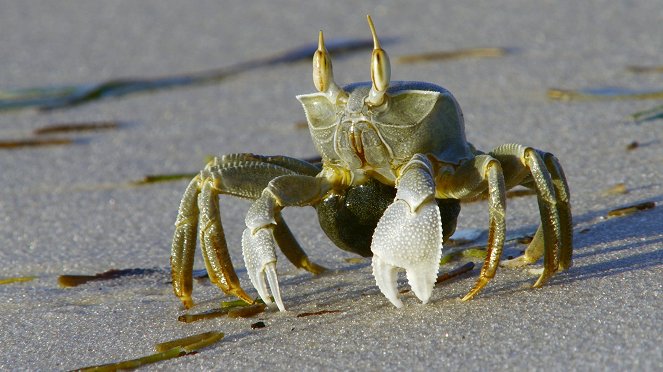 Africa's Underwater Wonders - Filmfotos