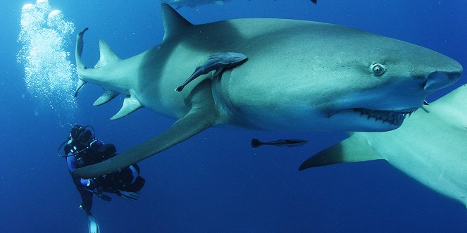 Sharkwater: Extinction - Z filmu