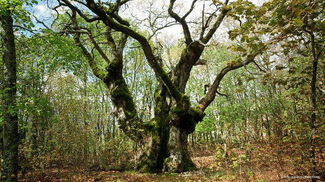 Le Temps des forêts - Kuvat elokuvasta