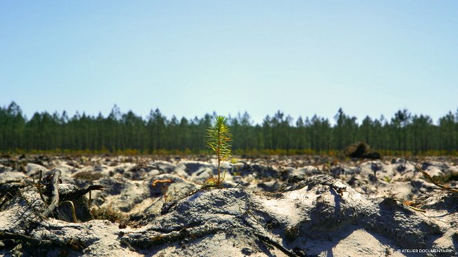 Le Temps des forêts - Kuvat elokuvasta