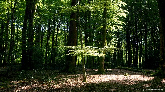Erdők ideje - Filmfotók
