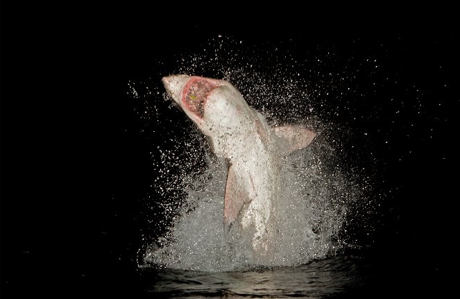 Weiße Haie - Jäger der Nacht - Filmfotos