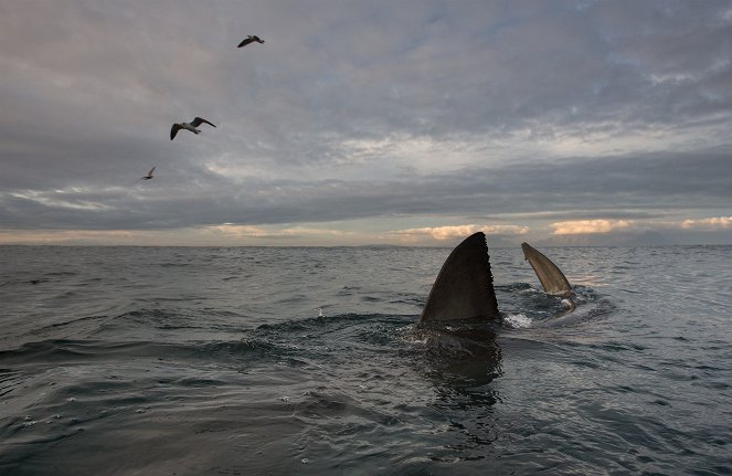 Weiße Haie - Jäger der Nacht - Filmfotos