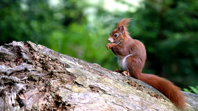 Universum: Geheimnisvolle Eichhörnchen - Film