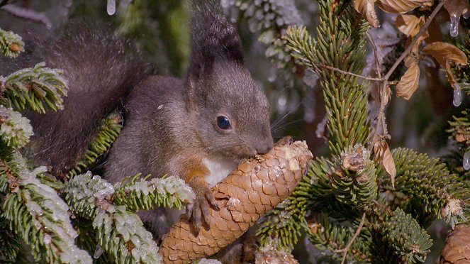 Universum: Geheimnisvolle Eichhörnchen - Filmfotók