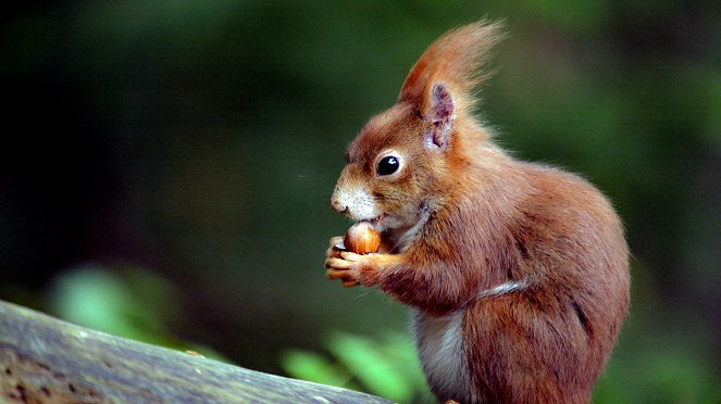 Secrets of Squirrels - Photos