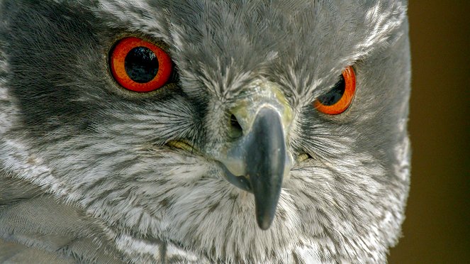 Universum: Geheimnisvolle Eichhörnchen - Filmfotos