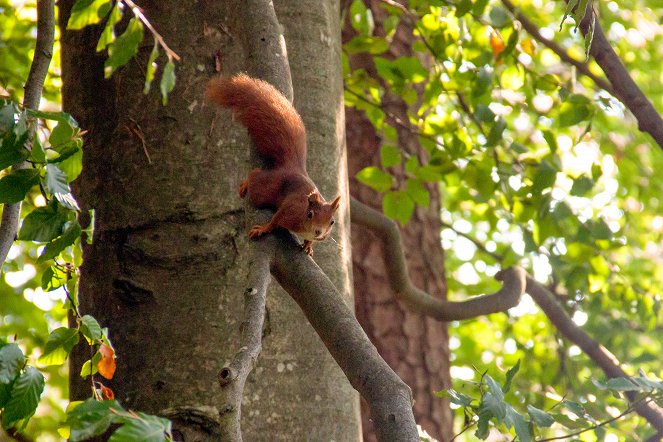 Universum: Geheimnisvolle Eichhörnchen - Filmfotos