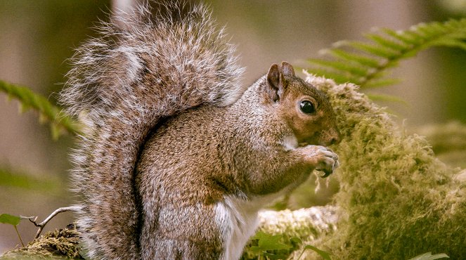 Universum: Geheimnisvolle Eichhörnchen - Van film