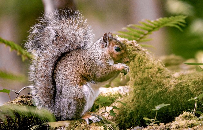 Geheimnisvolle Eichhörnchen - Filmfotos