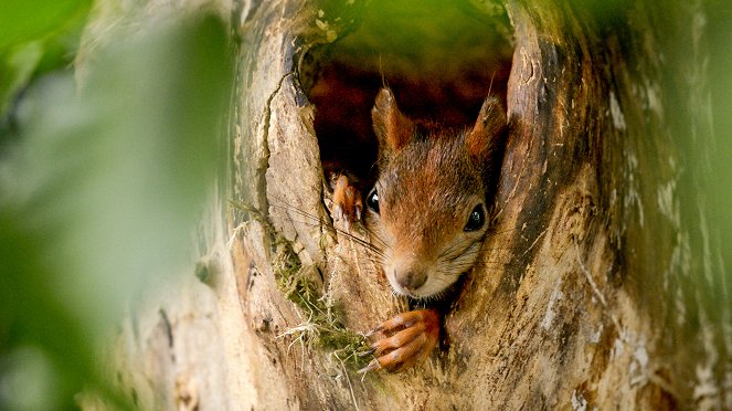 Universum: Geheimnisvolle Eichhörnchen - Filmfotos