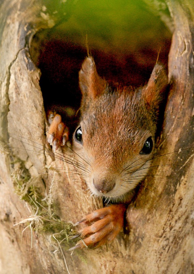 Secrets of Squirrels - Photos