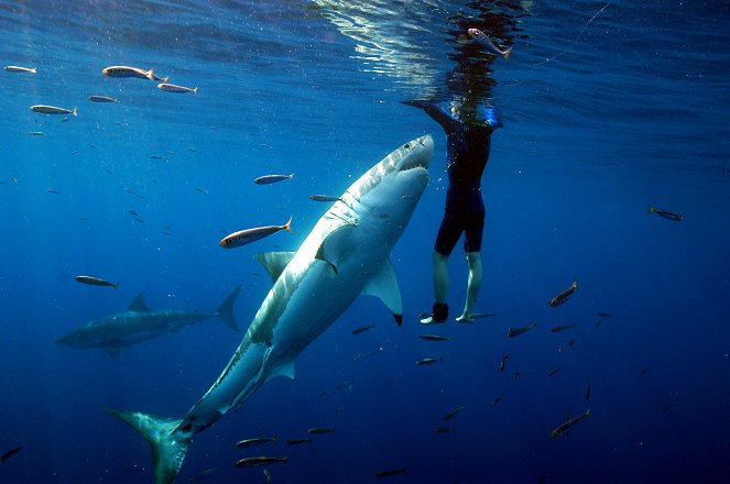 Tauchgang mit dem Weißen Hai - Filmfotos