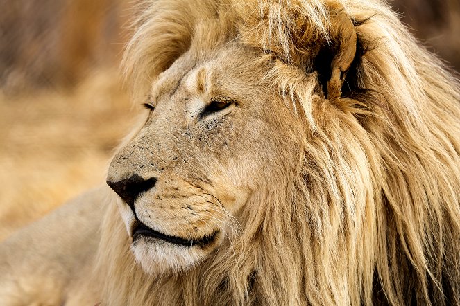 Návrat lvího krále - Z filmu