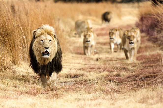 Návrat lvího krále - Z filmu