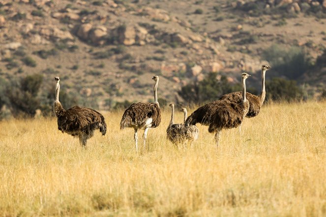 Universum: Lionsrock - Die Heimkehr des Königs - Z filmu