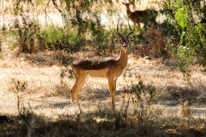 Lionsrock - Return of the King - Photos