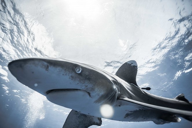 Les Requins de la colère - De la película