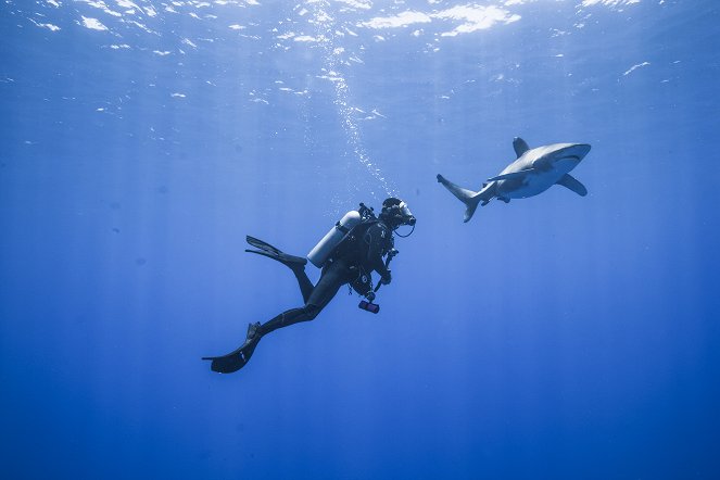 Záchrana žraloků - Z filmu