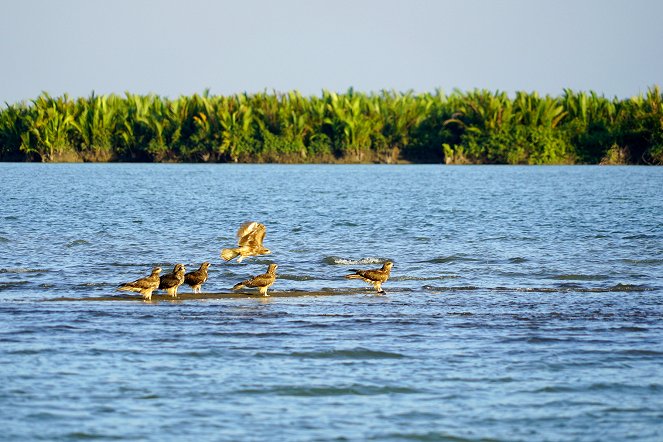 Deltas du monde - L’Irrawaddy – Le monde fascinant de la mangrove - Photos