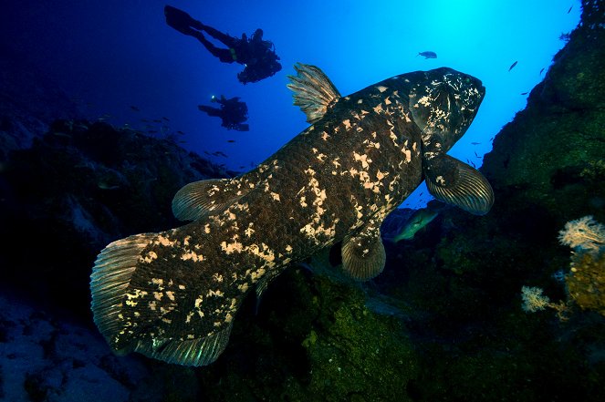 Diving with the Coelacanth: The Fish Out of Time - Photos