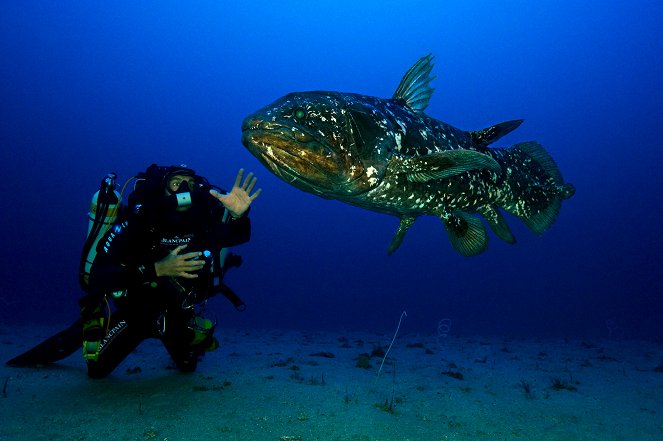 Le Coelacanthe - Plongée vers nos origines - Filmfotók