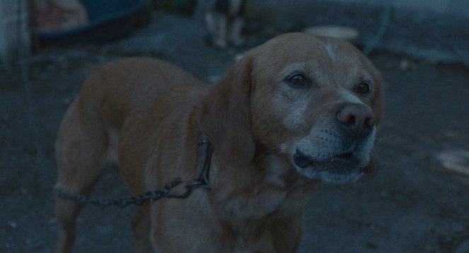 Lâchez les chiens - De la película